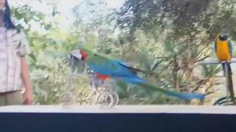 Funny and Hilarious Parrot acts