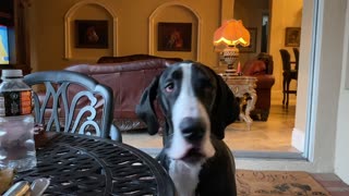 Smiling Great Dane Puppy Crunches Carrots & Cucumbers