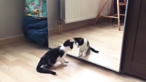 Funny Cat And mirror Video_Funny video