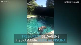 Família encontra três surpresas peludas na piscina