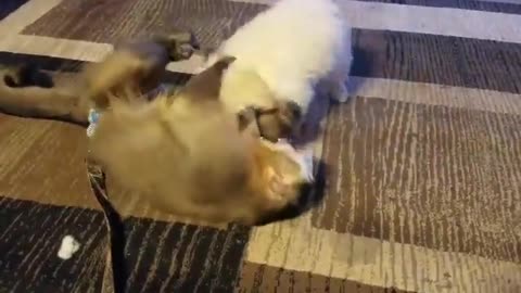Adorable momento de juego entre mono y cachorro