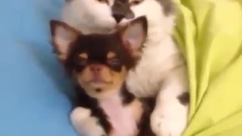 When A Cat Meets A Dogs... You've Just Gotta See This!