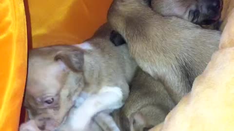 Puppies inside of orange house with guinea pig