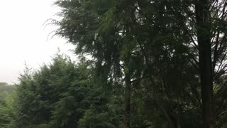 Powerful winds from Tropical Storm Henri Blowing Trees