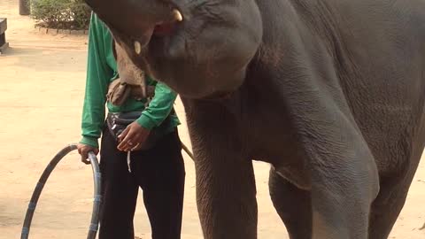 Elephant dance in Thailand