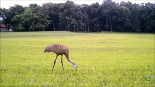 Fred Zepplin 2021, The Sandhill Cranes!