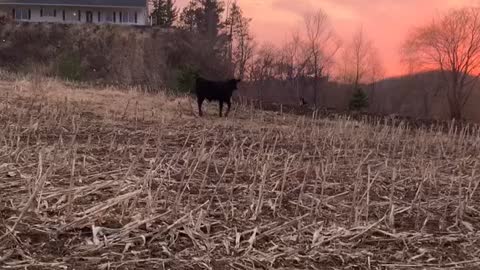 Three legged Herding Dog