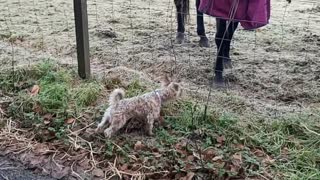 Horse Scares Little Dog