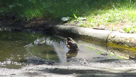 Bird Bathing in a Puddle