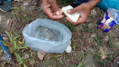 Fish hunting||big rohu fish