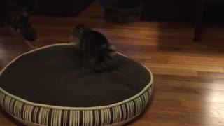 German Shepherd attempts to reclaim stolen bed from cat