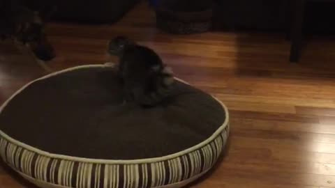 German Shepherd attempts to reclaim stolen bed from cat