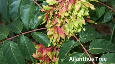 Ailanthus Tree Smithsburg Maryland