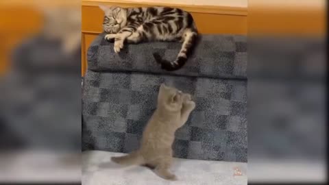 funny cats playing with their owner