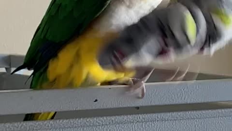 Caique parrot shakes his toy