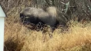 Anchorage Moose, eating grass.