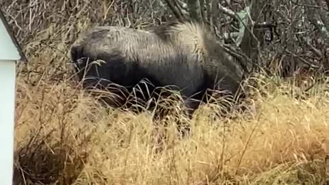 Anchorage Moose, eating grass.