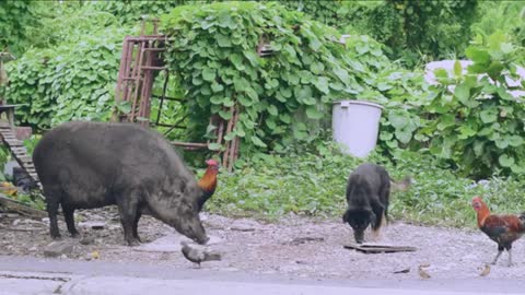 Large Boar Eating With Other Animals ✅💚