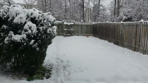 Pomeranian Playing in the Snow