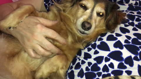 Dog begs for cuddles in cutest possible way