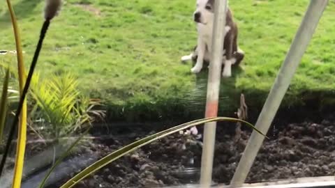 Little girl playing with her dog