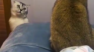 Animals funny videos compilation