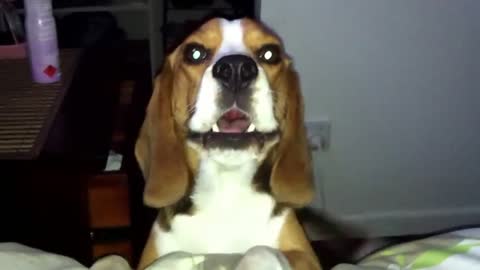 Noisy beagle really wants to jump on bed