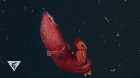 Amazing deep sea creatures | Amazing Ocean Discoveries
