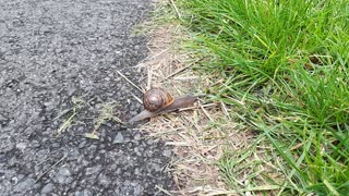 The snail tries to get to his house, close up