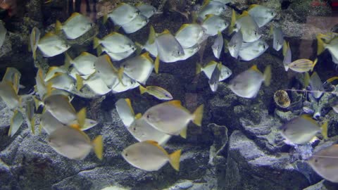 Colorful Tropical Coral Reefs. Picture of a beautiful underwater colorful fishes