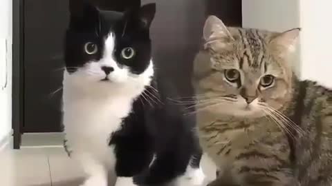 two Cats Wondering what is going on