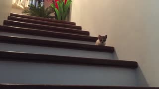 Ladder Training Ninja Cat