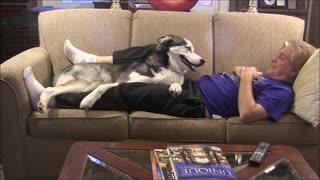 Needy Husky Makes Watching TV A Challenging Task