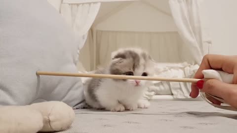 Kitten playing with stick