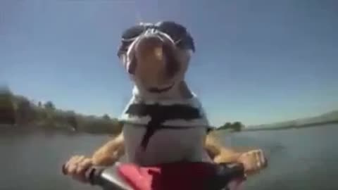 Bulldog Enjoy Life On a Jet Ski