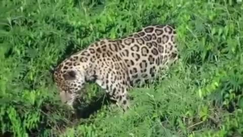 jaguar attack in the Amazon