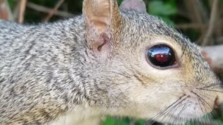 Squirrel on a branch