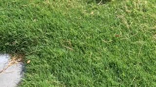 Ducklings Rescued From Storm Drain