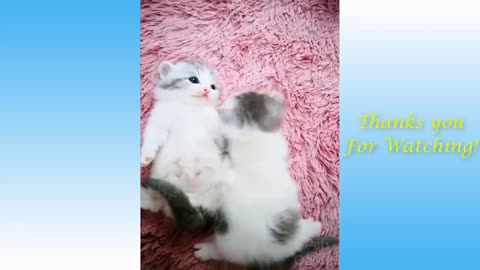 Cute Pets And Funny Animals Compilation 😻😻😻😻😻