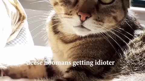 Cat believes his owner is an idiot 😝😝
