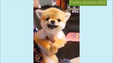 1 hour of the Funniest Animals | Funny Cats And Dogs