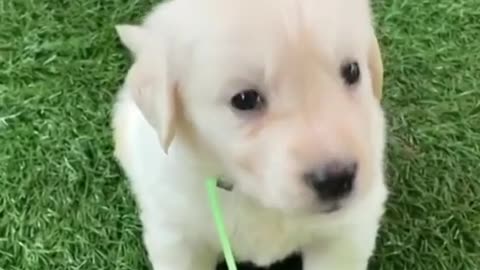 Playing with my cute golden retriever puppy he is so strong (2)