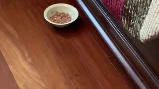 Kitty Takes Food Into Hiding