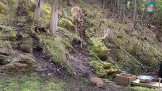Deer totally puzzled by presence of bunny rabbit