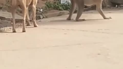MONKEY HIDES ASS FROM DOG