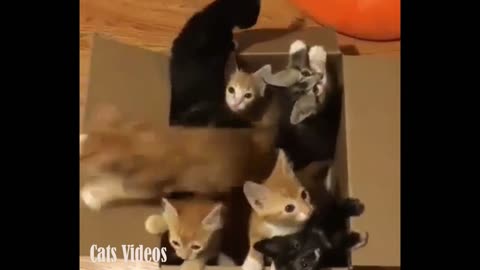 A Bunch of Cats sitting in A Carton Aand Coming out.