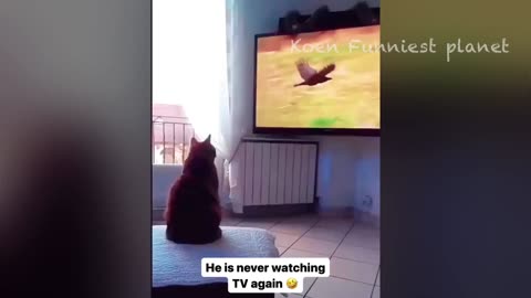 The week's funniest animal videos are found in Funny Dogs and Cats Videos 2024 😅