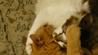 Cute Cats Show Brotherly Love!