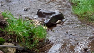 Huge Eel Swimming Upstream