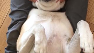 White dog getting massage on head by owner